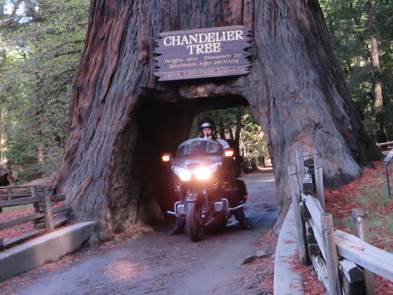 The Chandelier Drive Thru Tree at Leggett; a Giant Sequoia; around 2400 yrs old, estimated 315 ft tall, 21 ft diameter